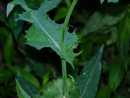 Image result for Sonchus schweinfurthii