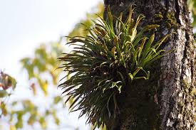 Image result for Lepisorus schraderi