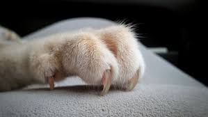 Why Do Cats Knead With Their Claws In 2020 Cats Knead Living With Cats Cats