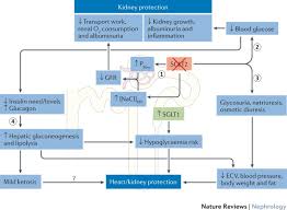 Image result for SGLT2 Inhibitor