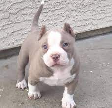 Xxl Pitbull Puppies For Adoption Blue Nose Red Nose Pitbull Puppies Pitbull Puppies For Adoption Pitbull Puppies For Sale Pitbull Puppies