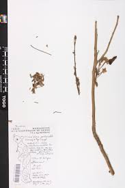 Image result for Commiphora pedunculata