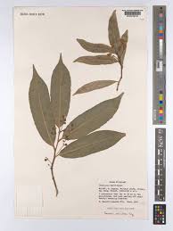 Image result for Rawsonia