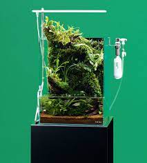 Enjoy Dooa Effortlessly Enjoy Aquatic Plants And Jungle Plants News Dooa