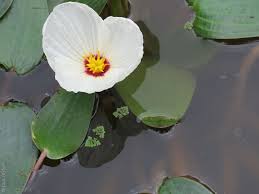 Image result for Ottelia