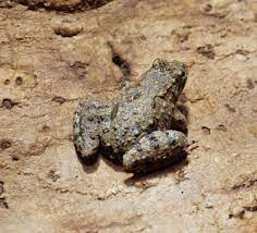 Maybe you would like to learn more about one of these? Blanchard S Cricket Frog Frogwatch