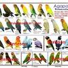 Burung yang berasal dari sana dikenal sangat agresif dan mempunyai mental yang tangguh. 1
