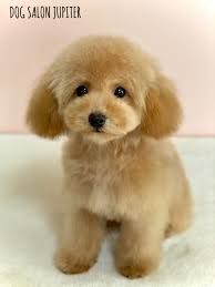 横浜市泉区のトリミングサロン【DOG SALON JUPITER 】トイプードルの仔犬のトリミング