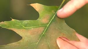 Oak wilt is a vascular disease caused by a fungus that spreads locally from infected trees to nearby healthy trees. Oak Wilt Protect Your Trees Wisconsin Dnr Youtube