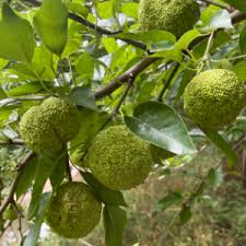 Image result for Maclura