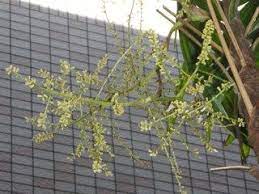 棕櫚竹 シュロチク の花が咲いた ブログ 琵琶湖疏水の散歩道 シュロチク 琵琶湖 散歩道