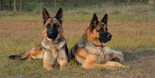 German shepherd puppies for sale in michigan. 15 Best Guard Dogs To Protect Your Home Top Guard Dog Breeds