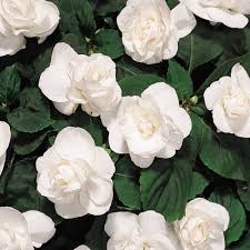 Image result for Impatiens oreocallis