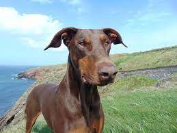 In a healthy dog, it looks shiny and sleek. 9 Dazzling Doberman Colors Coats Markings Pictures
