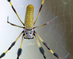 Maybe you would like to learn more about one of these? The Banana Spider S Golden Silk Is Actually A Natural Marvel
