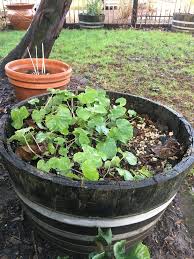 This wasabi is known as sawa wasabi. You Can Grow Wasabi In Your Back Yard The Wasabi Store