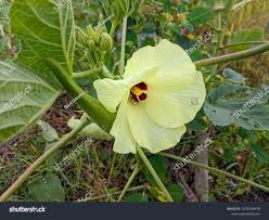 Image result for Abelmoschus esculentus