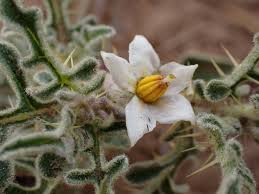 Image result for Solanum supinum