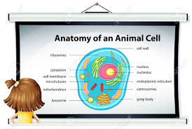 Check spelling or type a new query. Girl Looking At Diagram Of Animal Cell Illustration Royalty Free Cliparts Vectors And Stock Illustration Image 61462295