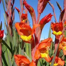 Image result for Gladiolus dalenii