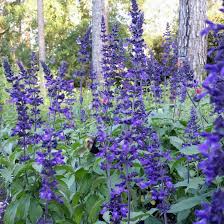 Image result for Salvia