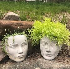 Low maintenance trailing plants for beginners