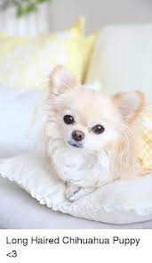 And don't forget the puppyspin tool, which is another fun and fast way to search for chihuahua dogs for adoption in illinois, usa area. 79 Long Haired Chihuahua Rescue Illinois L2sanpiero