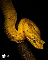 Image result for Cantinoa americana