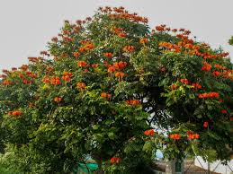 Image result for Spathodea