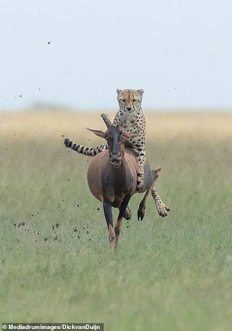 Cheetah riding an Antelope before eating it : r/natureismetal