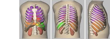 The rib cage consists of 12 pairs of ribs, costal cartilages, sternum and the thoracic vertebrae. Surface Rendered Images Of The 4 D Ncat Phantom Showing From Left To Download Scientific Diagram