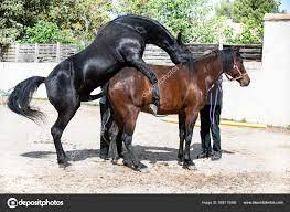 Two Horses Mating Morning Spring Stock Photo by ©cynoclub 568110468