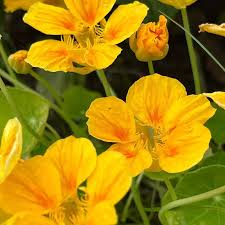 Image result for Nasturtium