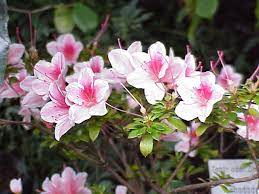 Azalee, without the diacritic, is also the german form of azalea. Azalee Wikipedia