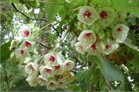 Image result for Dombeya torrida