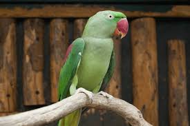 Almost 2,000 Birds Kept In Suffocating Cages By Illegal Traders Rescued -  Newsweek