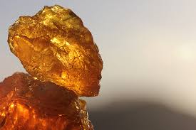 Image result for Commiphora viminea