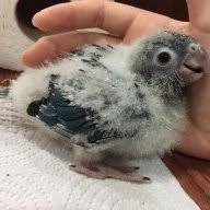 1 Month Old Green Cheek Conure Weight Avian Avenue Parrot
