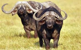 Afrika Buffalo Vahsi Hayvanlar Hayvanlar Hayvan Duvar Kagidi
