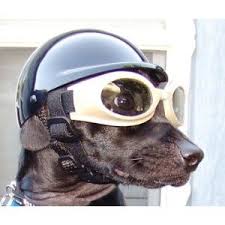 Dog Helmet Dog Helmet Biker Dog Helmet