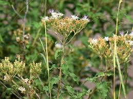 Image result for Vernonia lasiopus