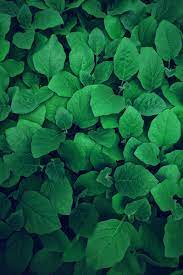 Check spelling or type a new query. Green Wallpapers Free Hd Download 500 Hq Unsplash