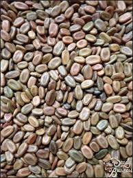 Image result for Acacia seyal