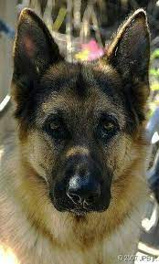 pin von pilar b montoro auf owczarki niemieckie schaferhunde deutscher schaferhund welpen deutscher schaferhund