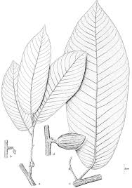 Image result for Myristicaceae