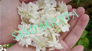 My baby sampaguita bloomed today since sept. Why Sampaguita Is The National Flower Of The Philippines Youtube