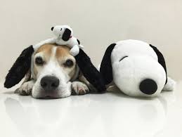 Fans of the comics series were given a glimpse of snoopy's thoughts with the introduction of a thought balloon to depict what this lovable charlie brown pet had in mind in march 1952. Instagram Photo By Beagle Duedaan Apr 5 2016 At 1 46pm Utc Baby Beagle Beagle Puppy Beagle Dog
