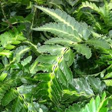 Image result for Arachniodes