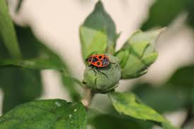 Sie haben feuerwanzen, pyrrhocoridae im garten oder im haus? Feuerwanzen Gefahrlich Giftig Plantura