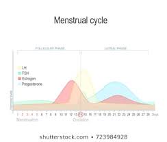 Estrogen Hormonal Images Stock Photos Vectors Shutterstock